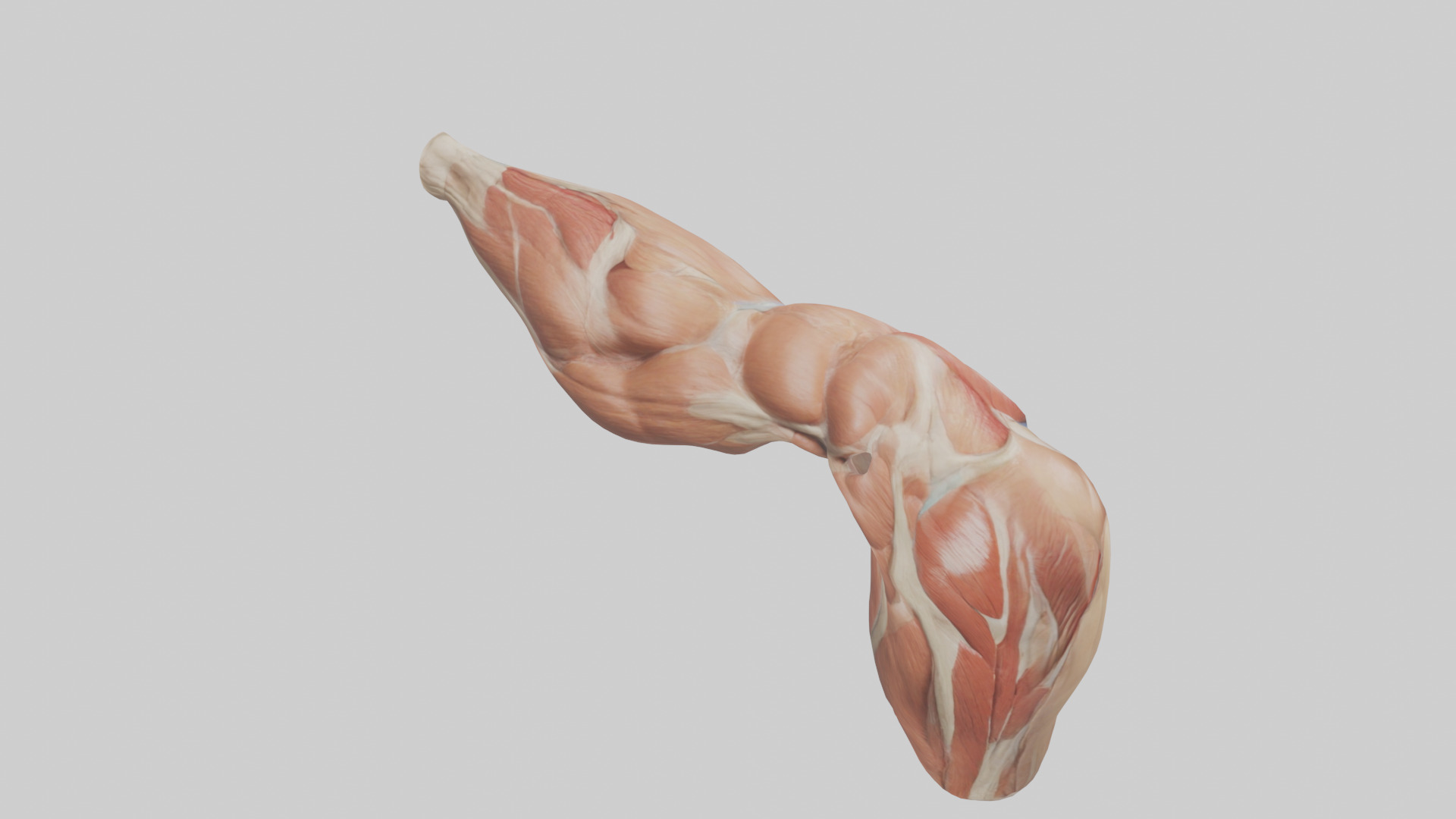 Human Biceps Anatomy Model Low-poly 3D model_18