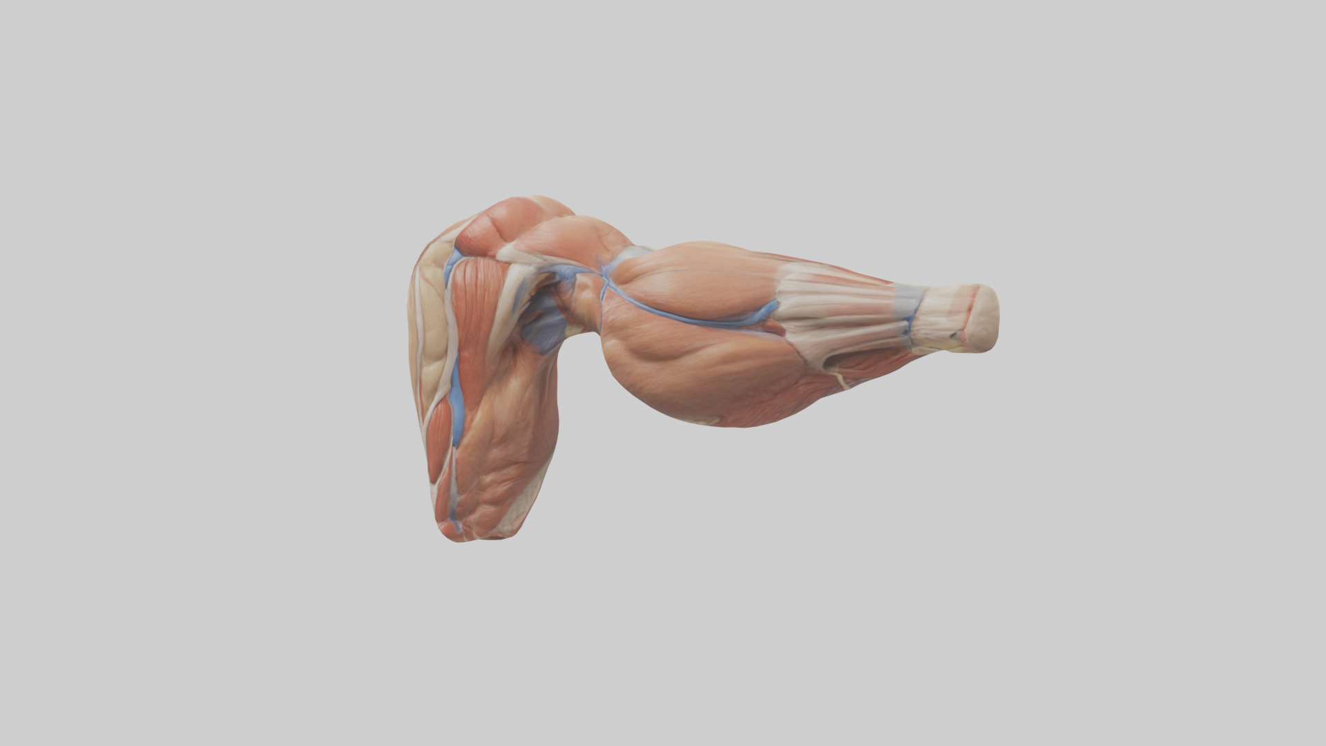 Human Biceps Anatomy Model Low-poly 3D model_12