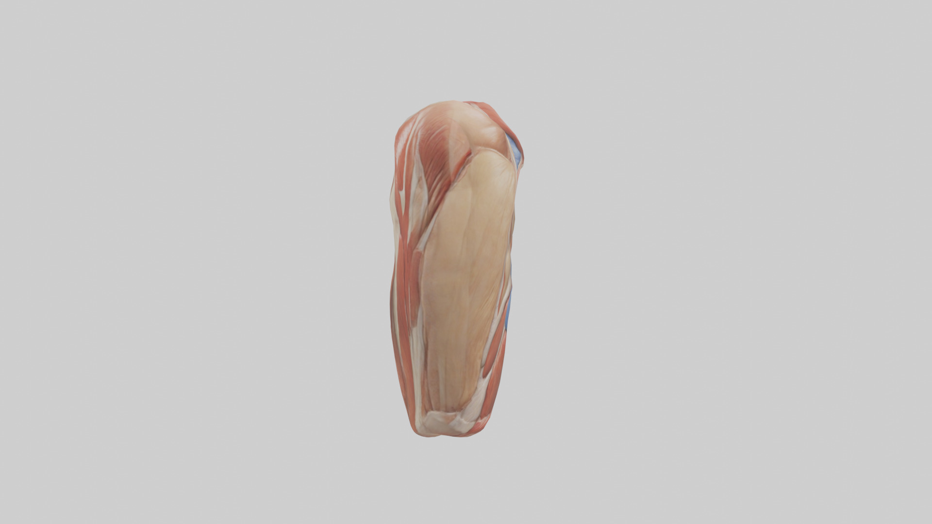 Human Biceps Anatomy Model Low-poly 3D model_7