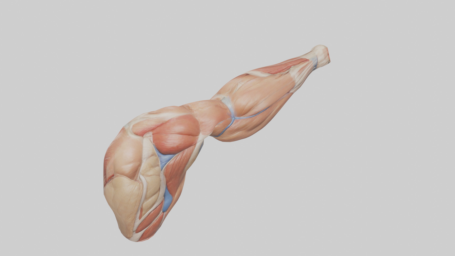 Human Biceps Anatomy Model Low-poly 3D model_16