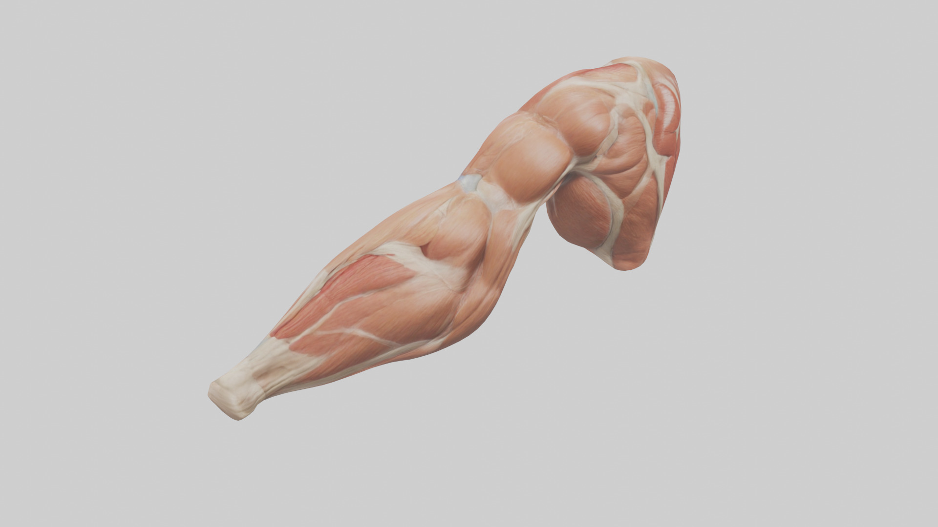 Human Biceps Anatomy Model Low-poly 3D model_15