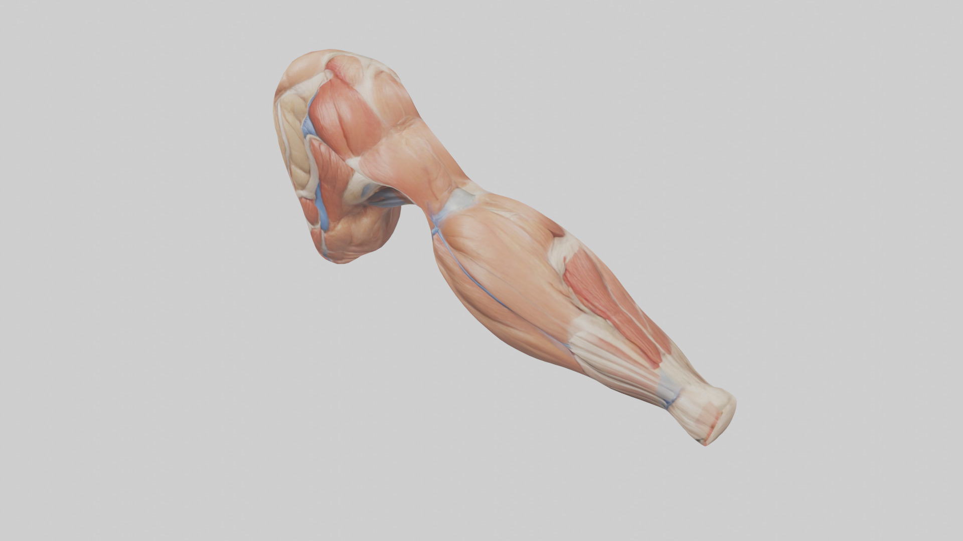 Human Biceps Anatomy Model Low-poly 3D model_17