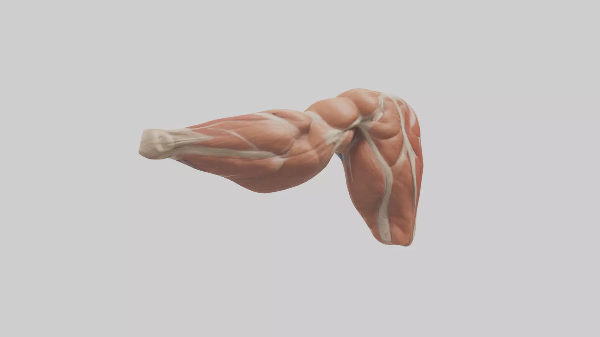 Human Biceps Anatomy Model Low-poly 3D model_0