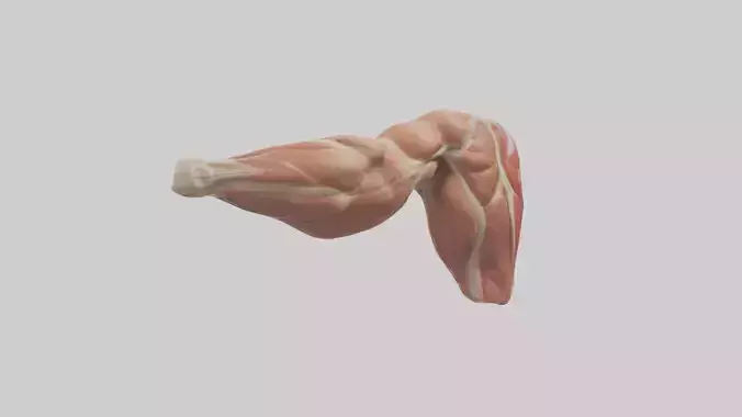 Human Biceps Anatomy Model
