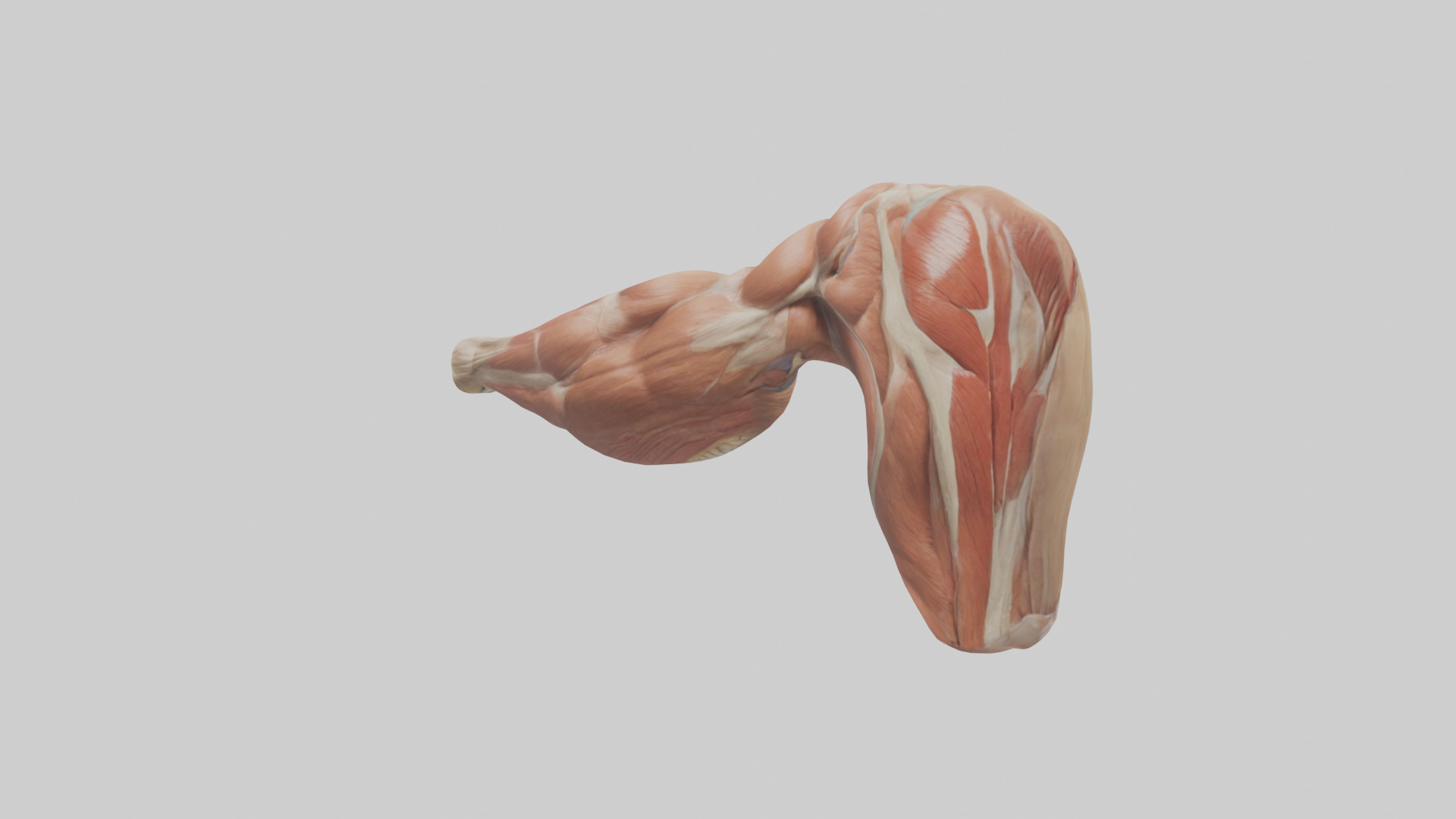Human Biceps Anatomy Model Low-poly 3D model_13