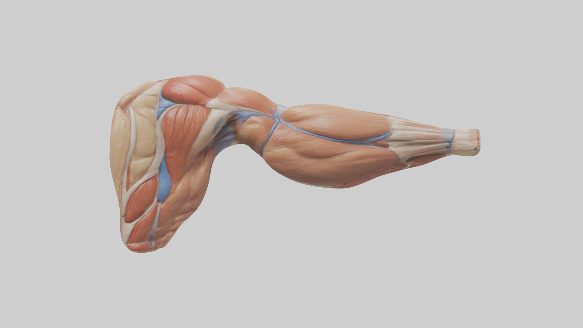 Human Biceps Anatomy Model Low-poly 3D model_8