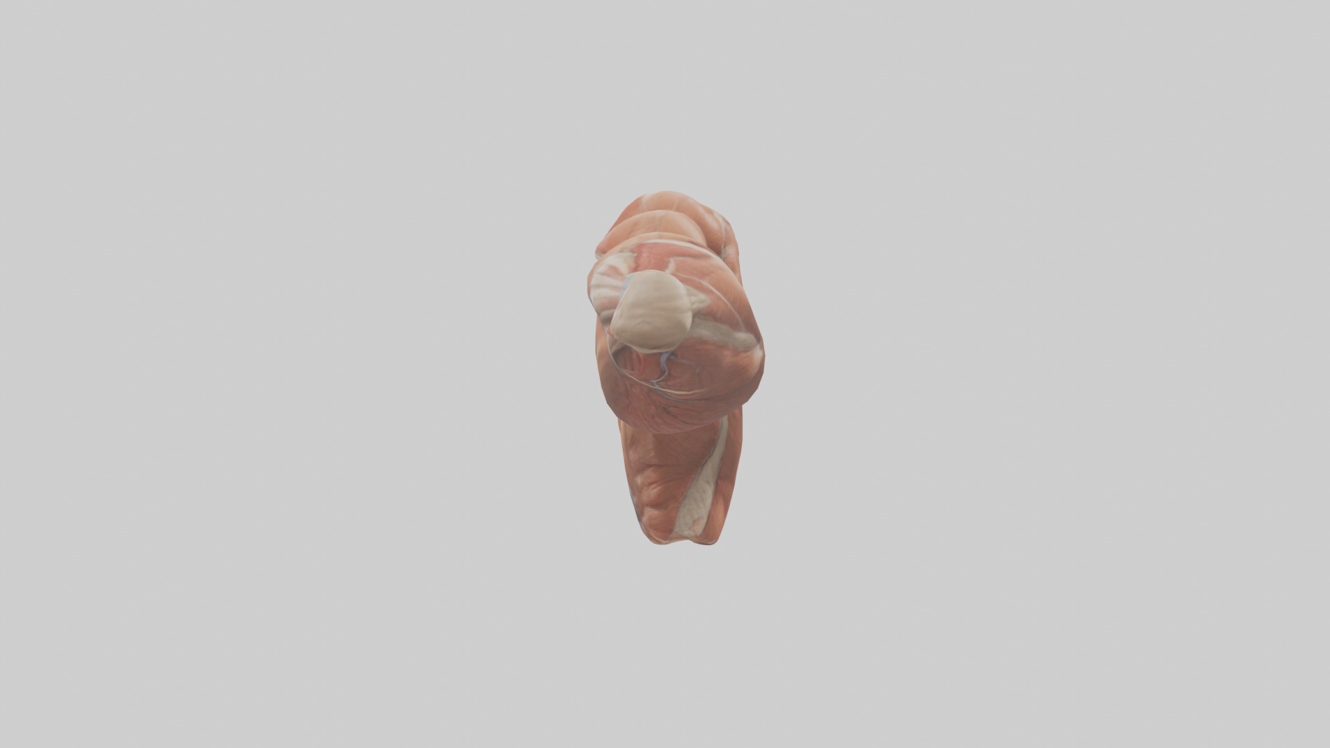 Human Biceps Anatomy Model Low-poly 3D model_1