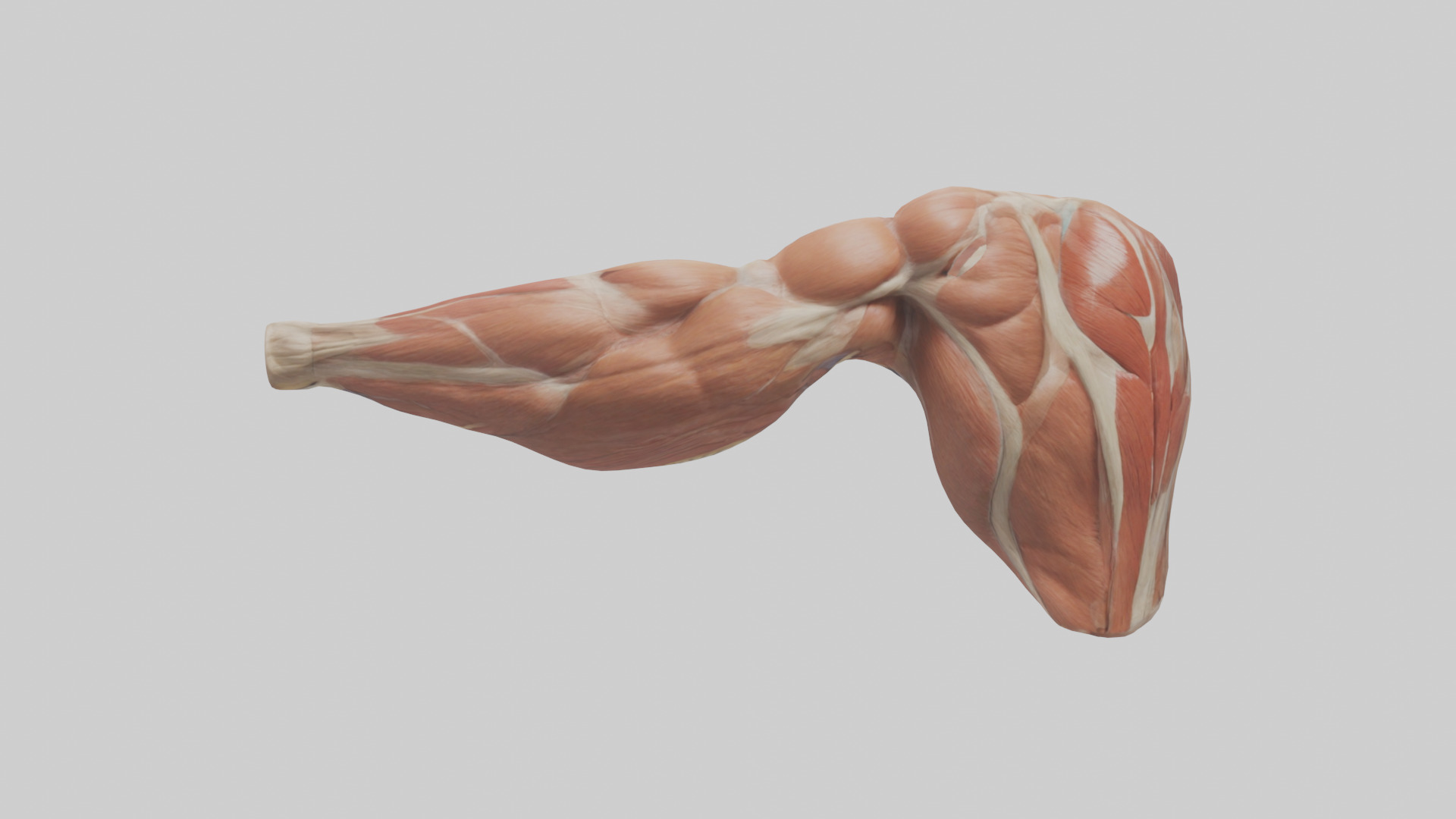 Human Biceps Anatomy Model Low-poly 3D model_2