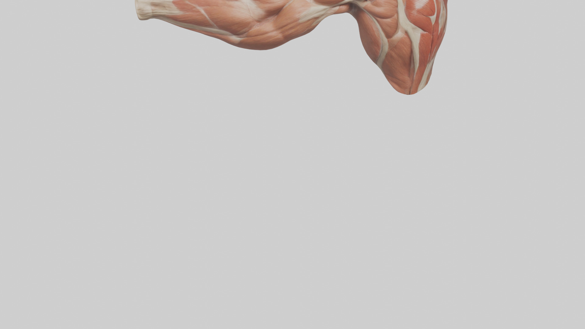 Human Biceps Anatomy Model Low-poly 3D model_4