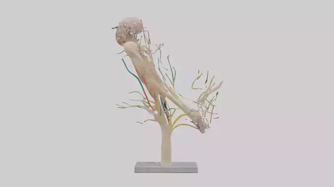 Human Brachial Plexus Model Low-poly 3D model