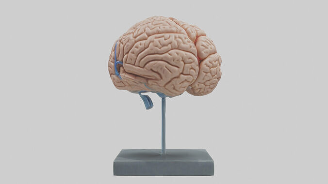Human Brain Model Low-poly 3D model
