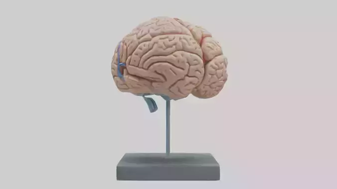 Human Brain Model