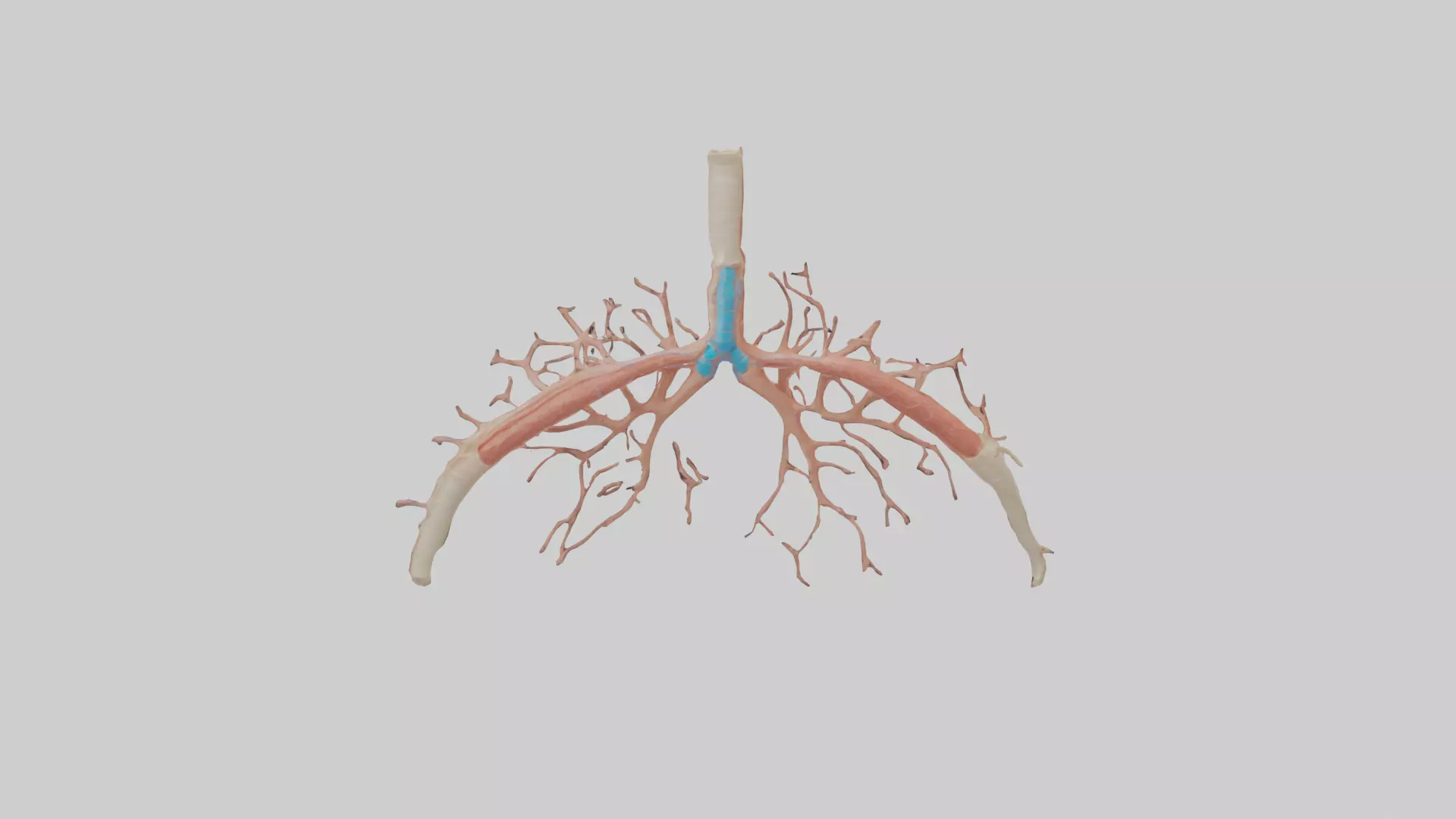 Human Bronchioles Model Low-poly 3D model_0
