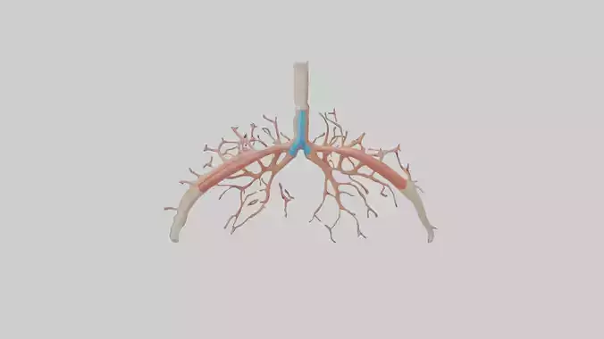 Human Bronchioles Model Low-poly 3D model