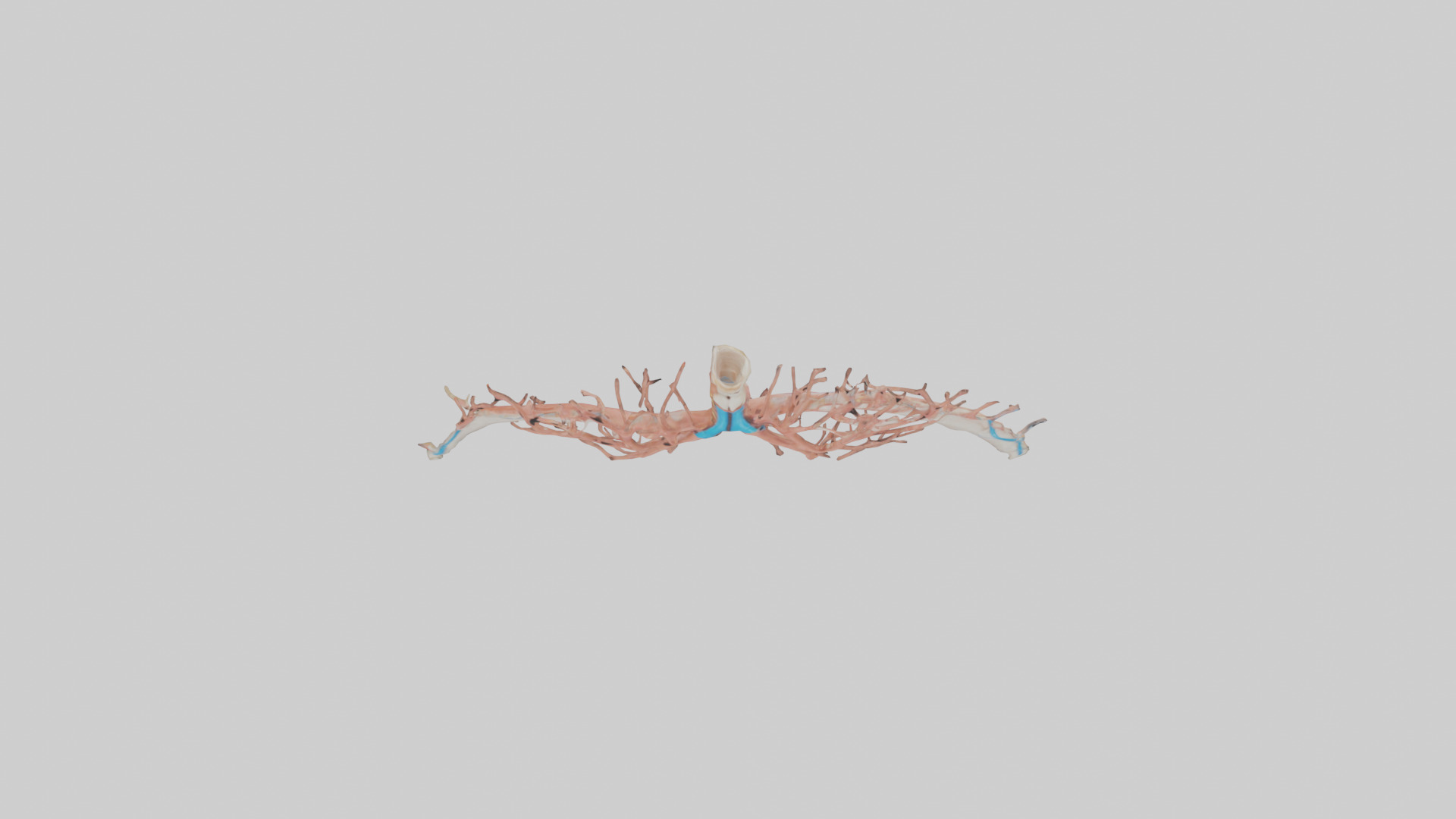 Human Bronchioles Model Low-poly 3D model_14