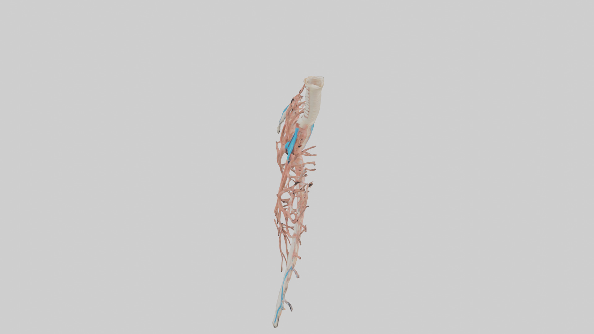 Human Bronchioles Model Low-poly 3D model_17