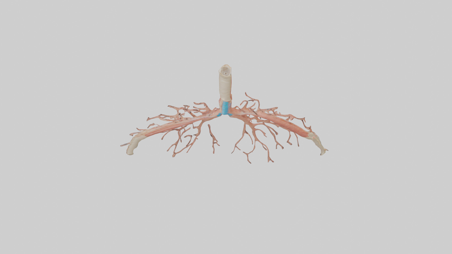 Human Bronchioles Model Low-poly 3D model_15