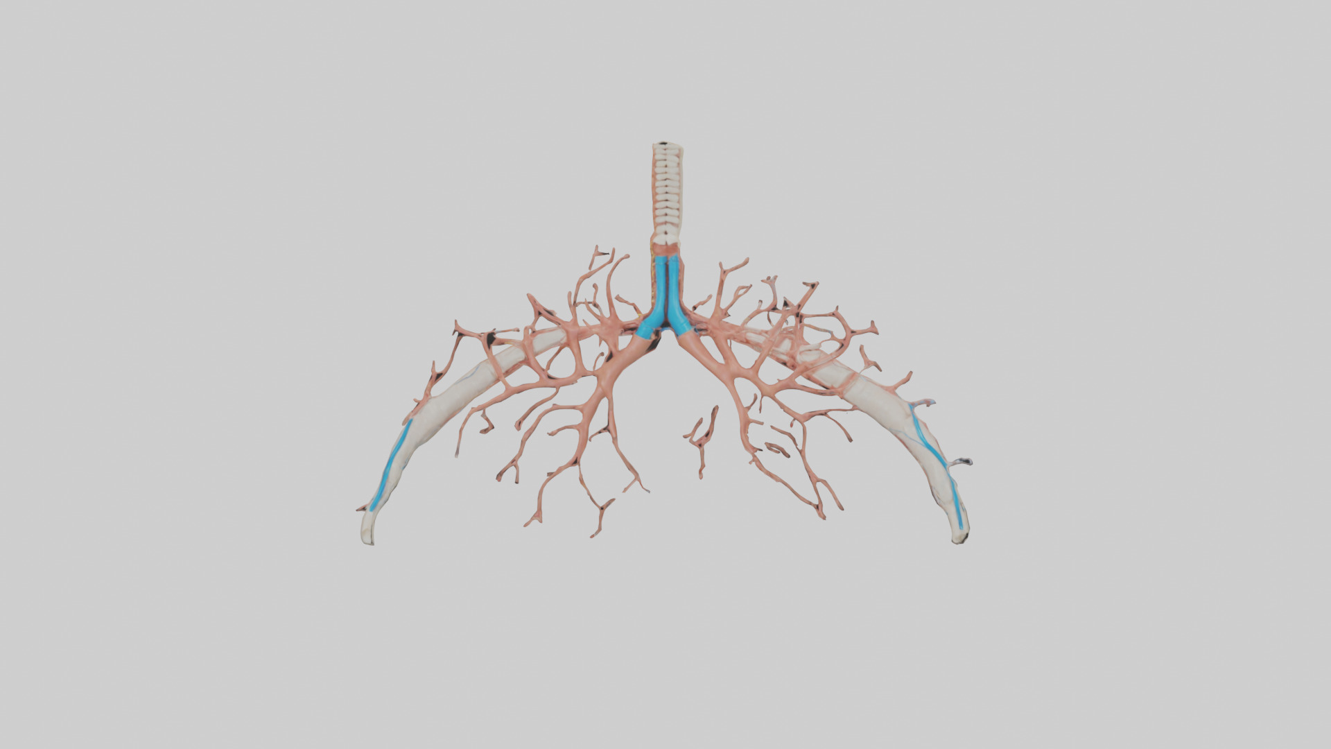 Human Bronchioles Model Low-poly 3D model_9