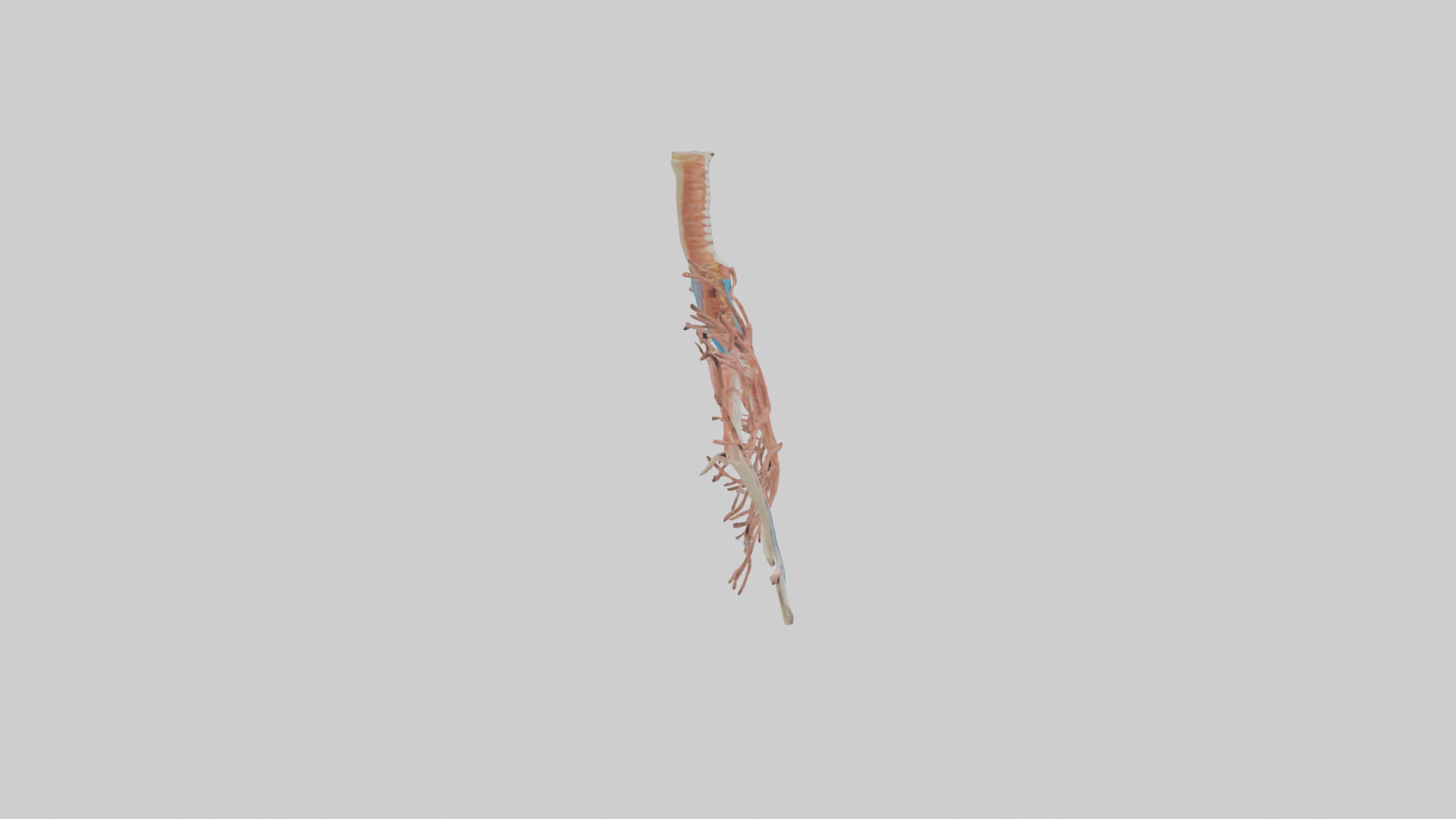 Human Bronchioles Model Low-poly 3D model_13