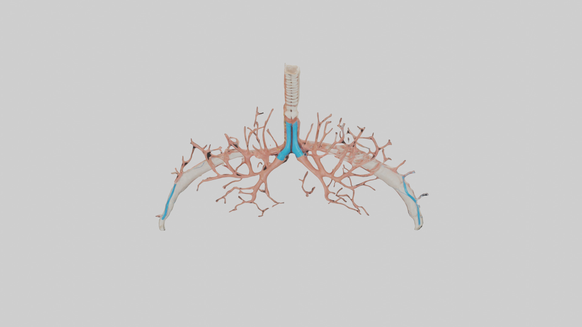 Human Bronchioles Model Low-poly 3D model_16