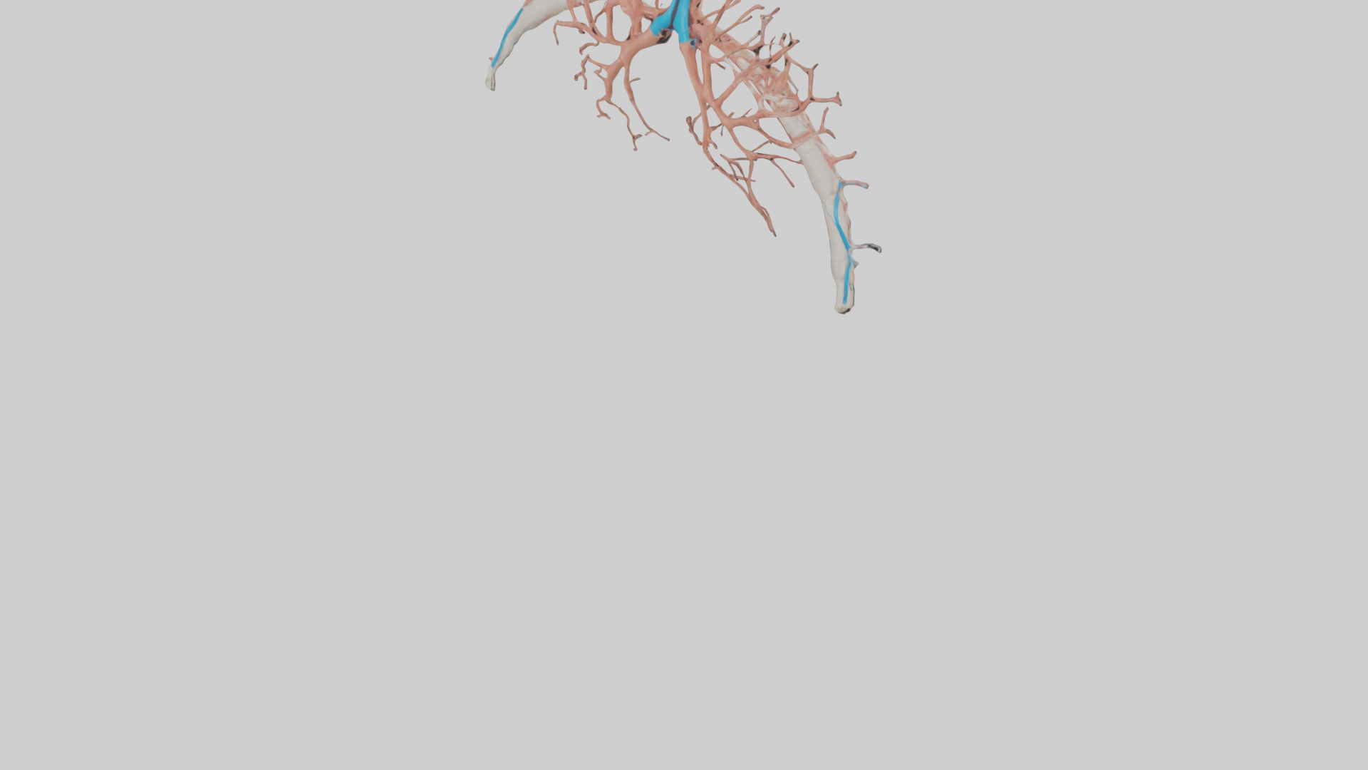 Human Bronchioles Model Low-poly 3D model_5