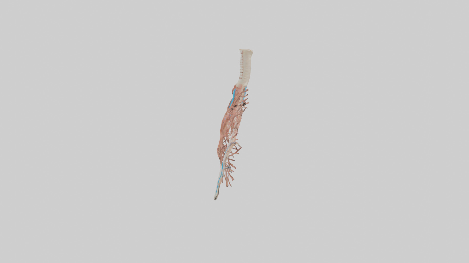 Human Bronchioles Model Low-poly 3D model_12