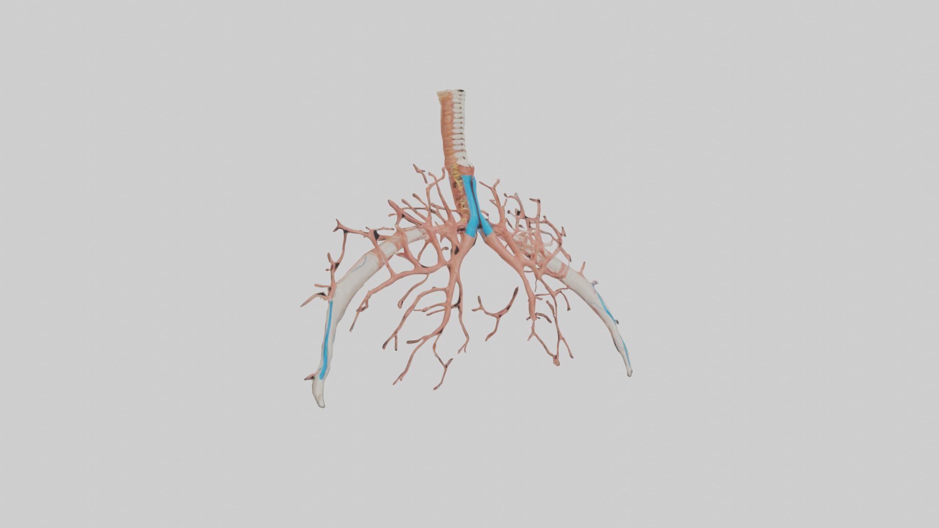 Human Bronchioles Model Low-poly 3D model_11