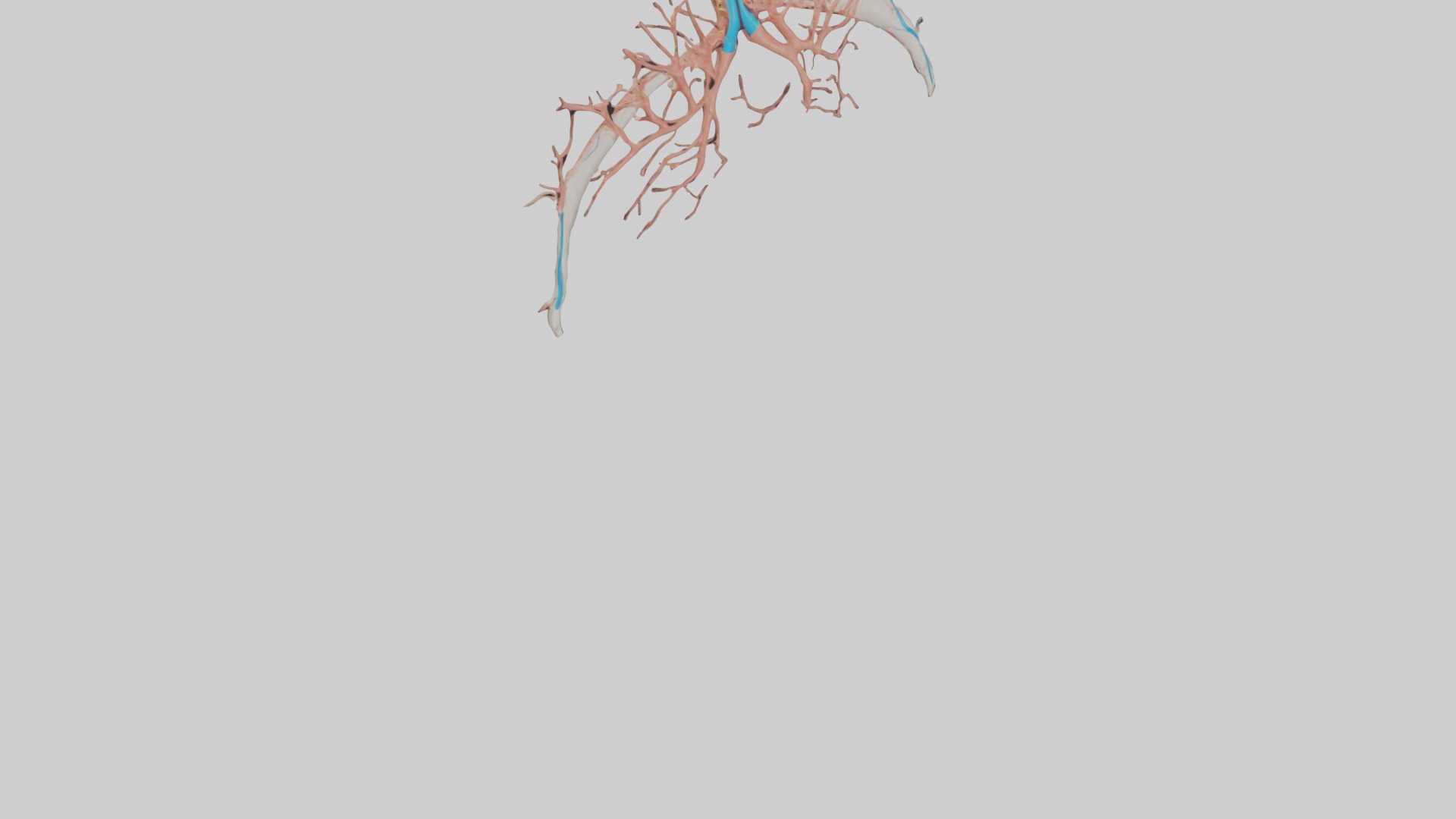 Human Bronchioles Model Low-poly 3D model_6