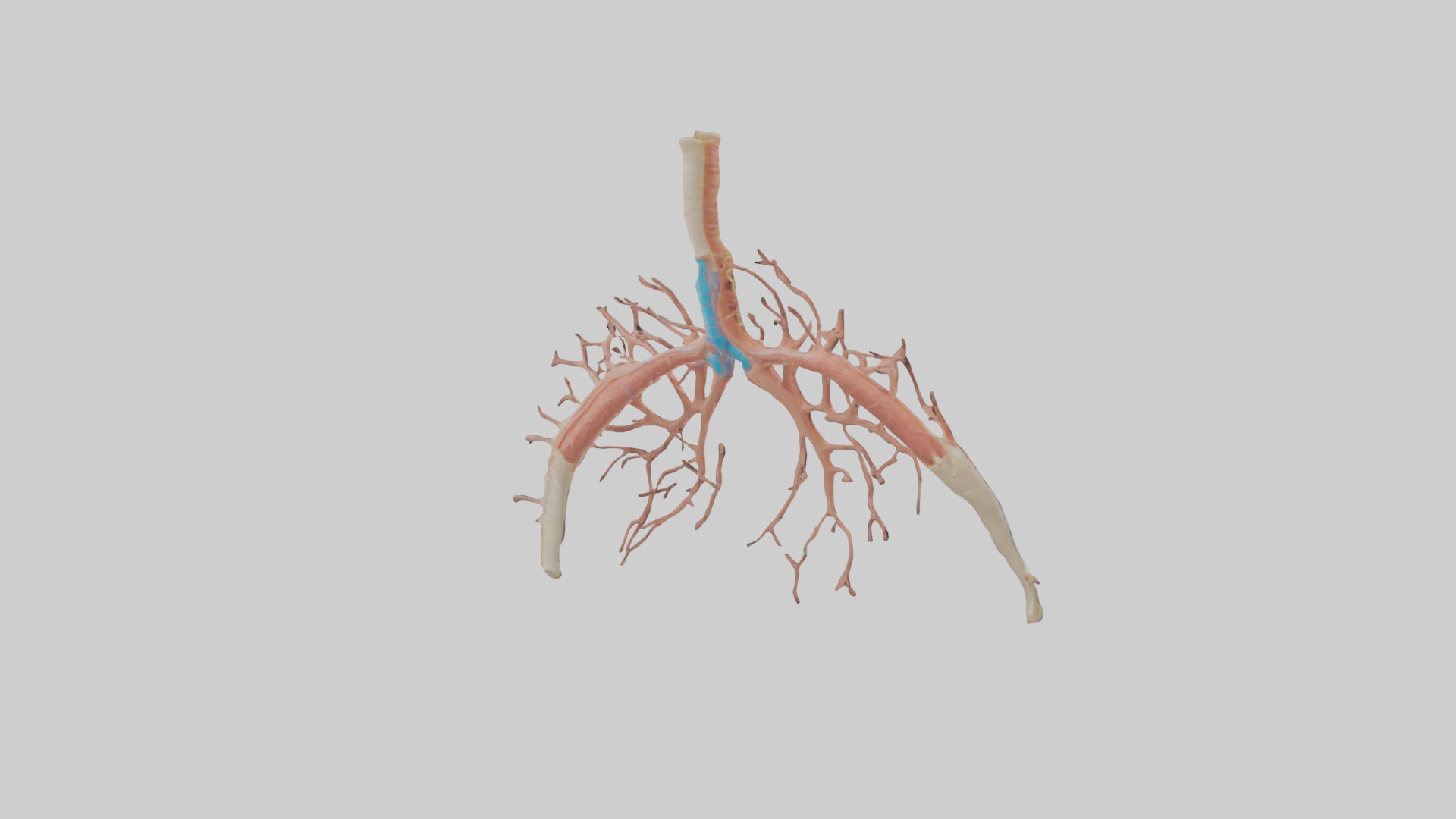 Human Bronchioles Model Low-poly 3D model_2