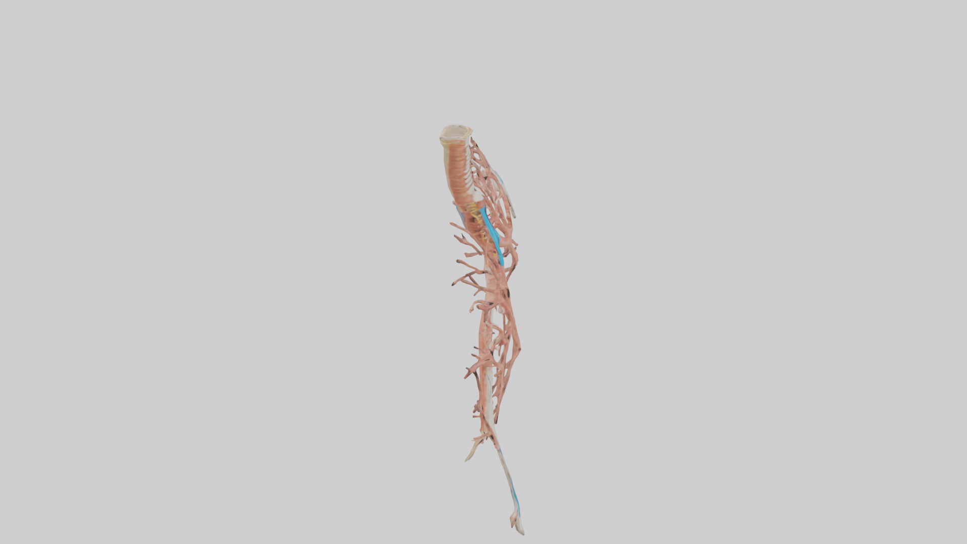 Human Bronchioles Model Low-poly 3D model_18
