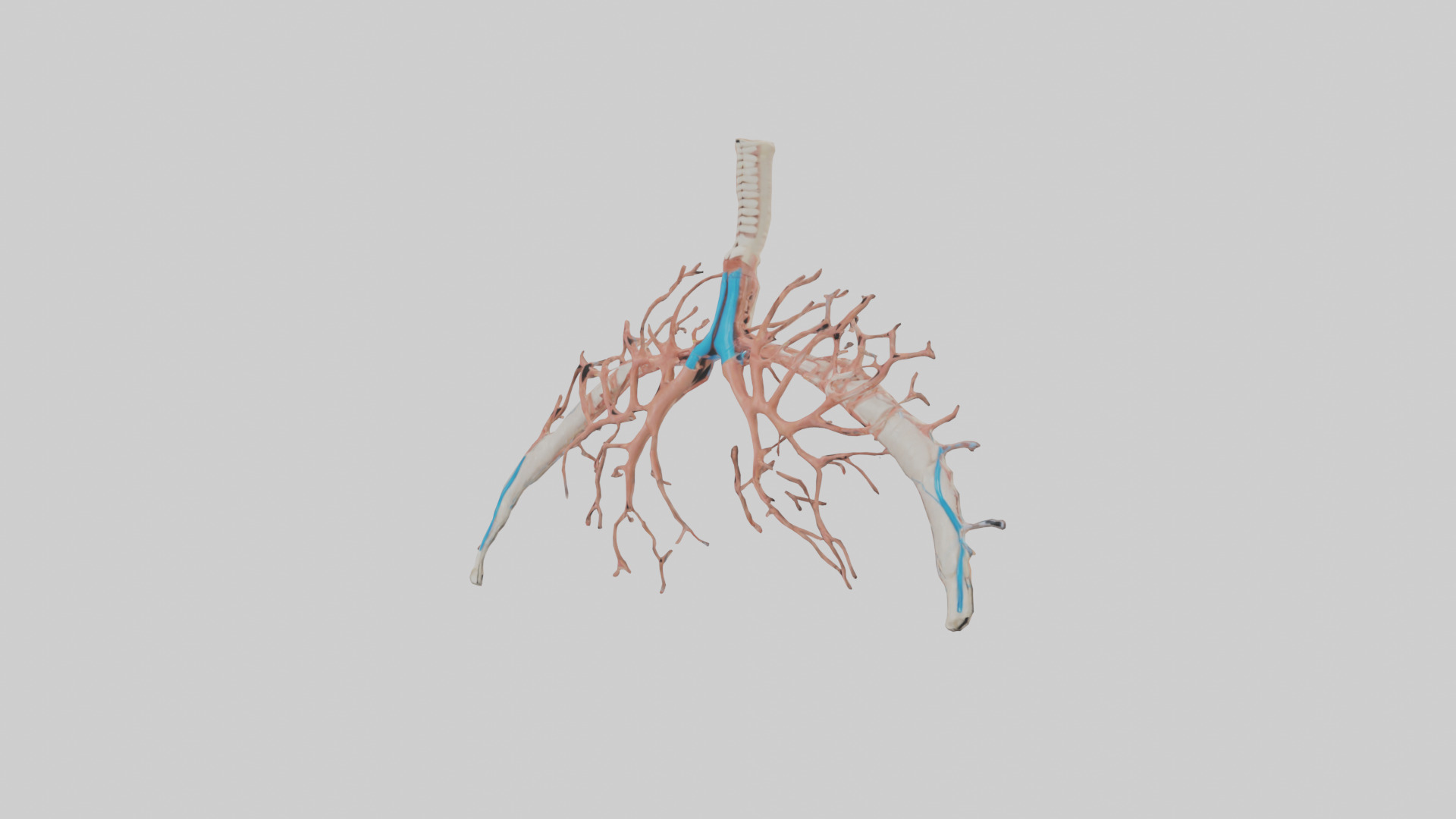 Human Bronchioles Model Low-poly 3D model_8