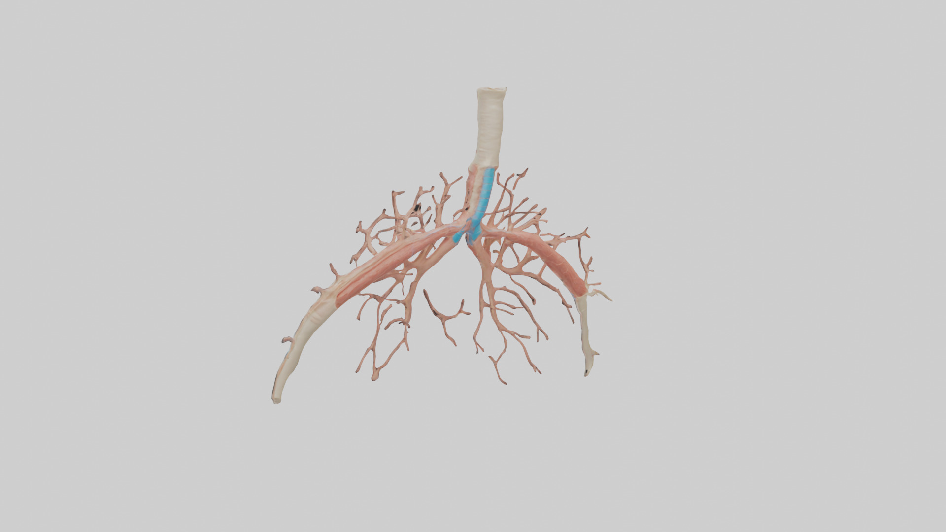 Human Bronchioles Model Low-poly 3D model_1