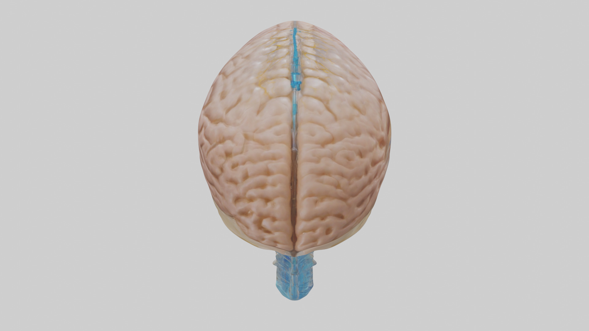 Human Cerebrospinal Fluid Model Low-poly 3D model_15
