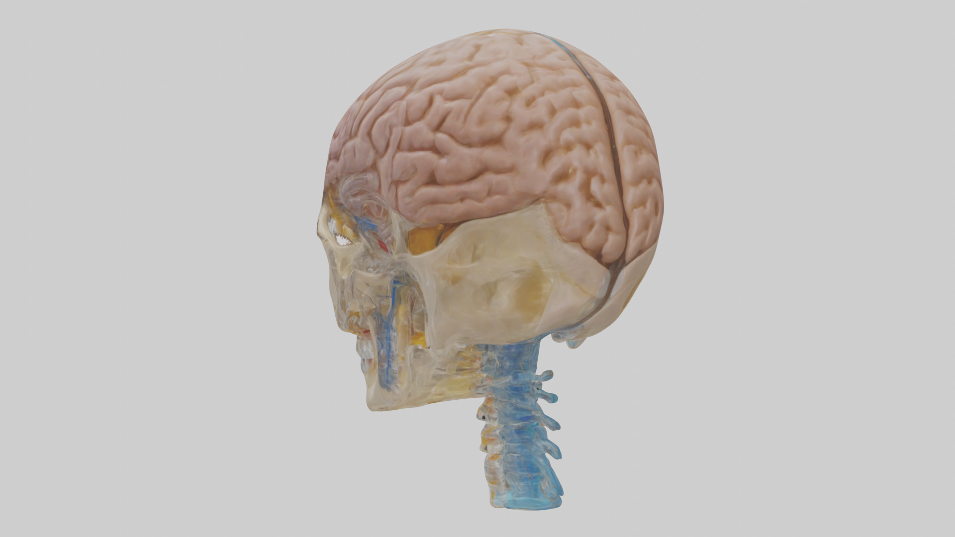 Human Cerebrospinal Fluid Model Low-poly 3D model_4