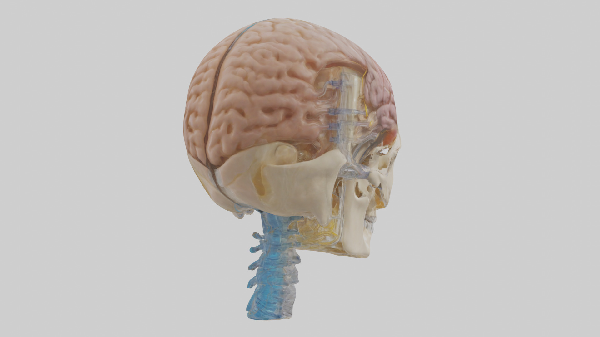 Human Cerebrospinal Fluid Model Low-poly 3D model_5