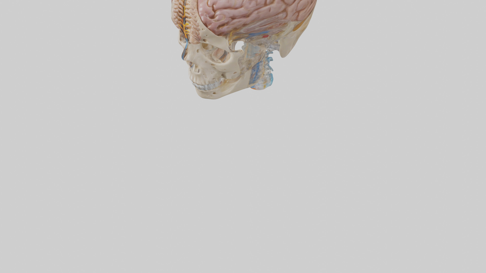 Human Cerebrospinal Fluid Model Low-poly 3D model_8