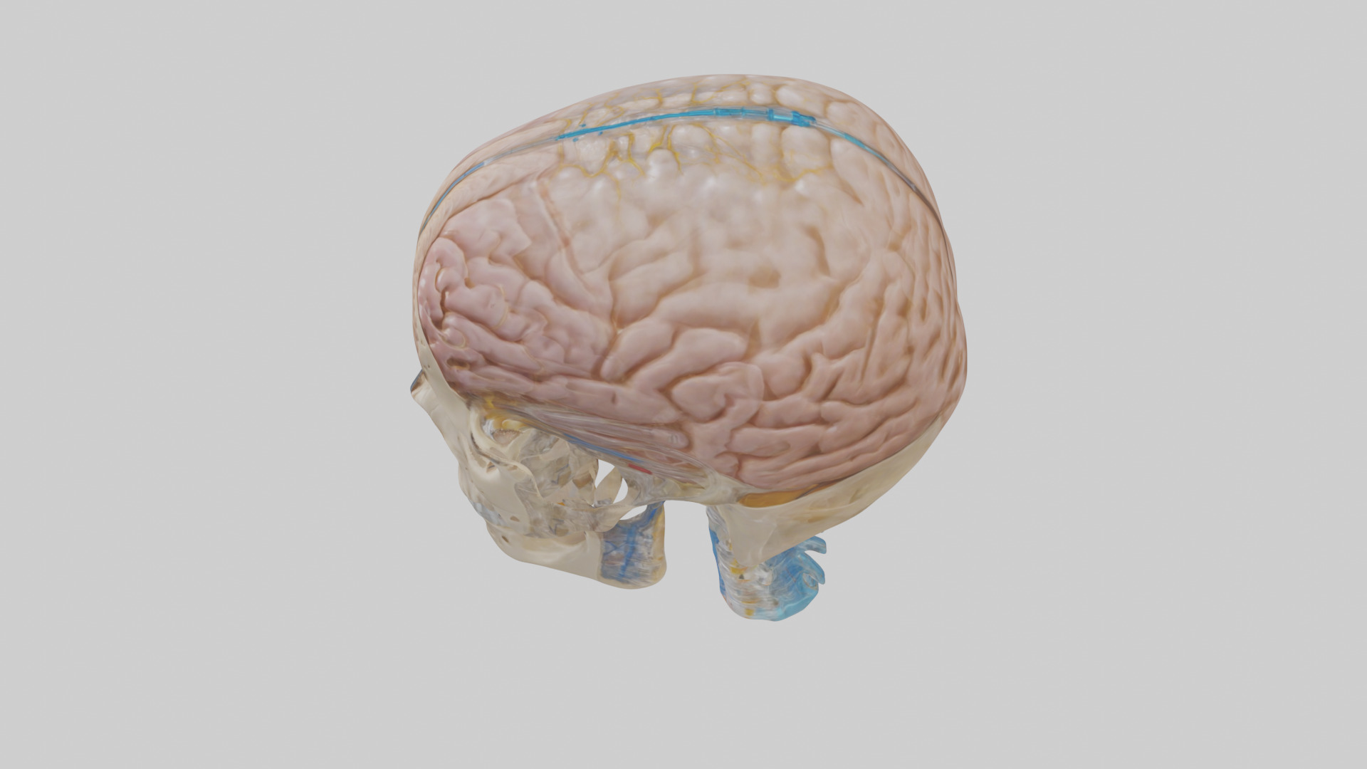 Human Cerebrospinal Fluid Model Low-poly 3D model_17
