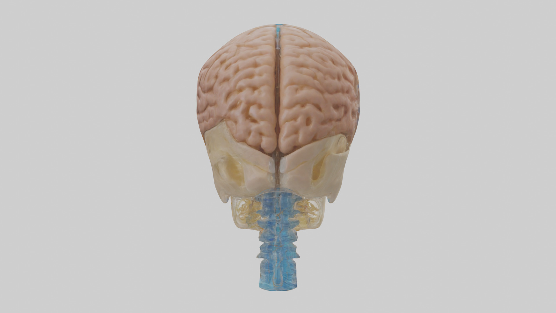 Human Cerebrospinal Fluid Model Low-poly 3D model_3