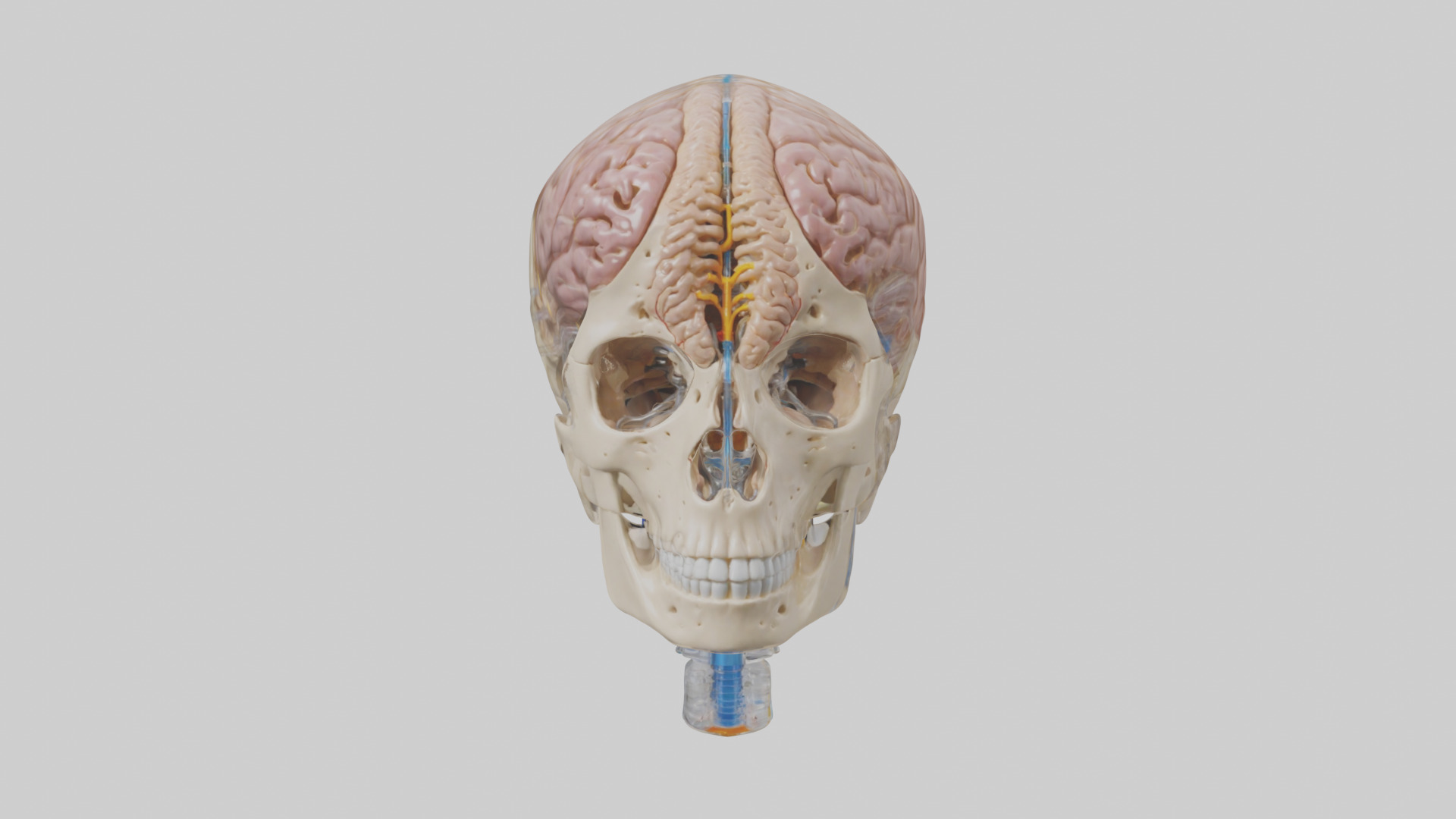 Human Cerebrospinal Fluid Model Low-poly 3D model_1