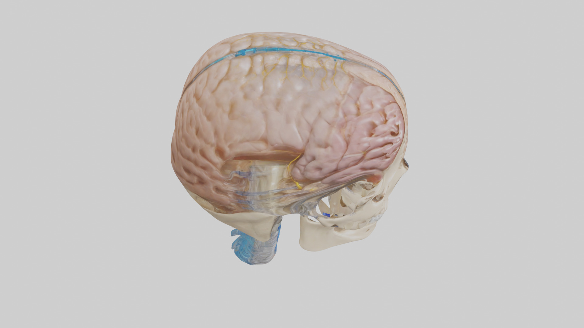 Human Cerebrospinal Fluid Model Low-poly 3D model_18