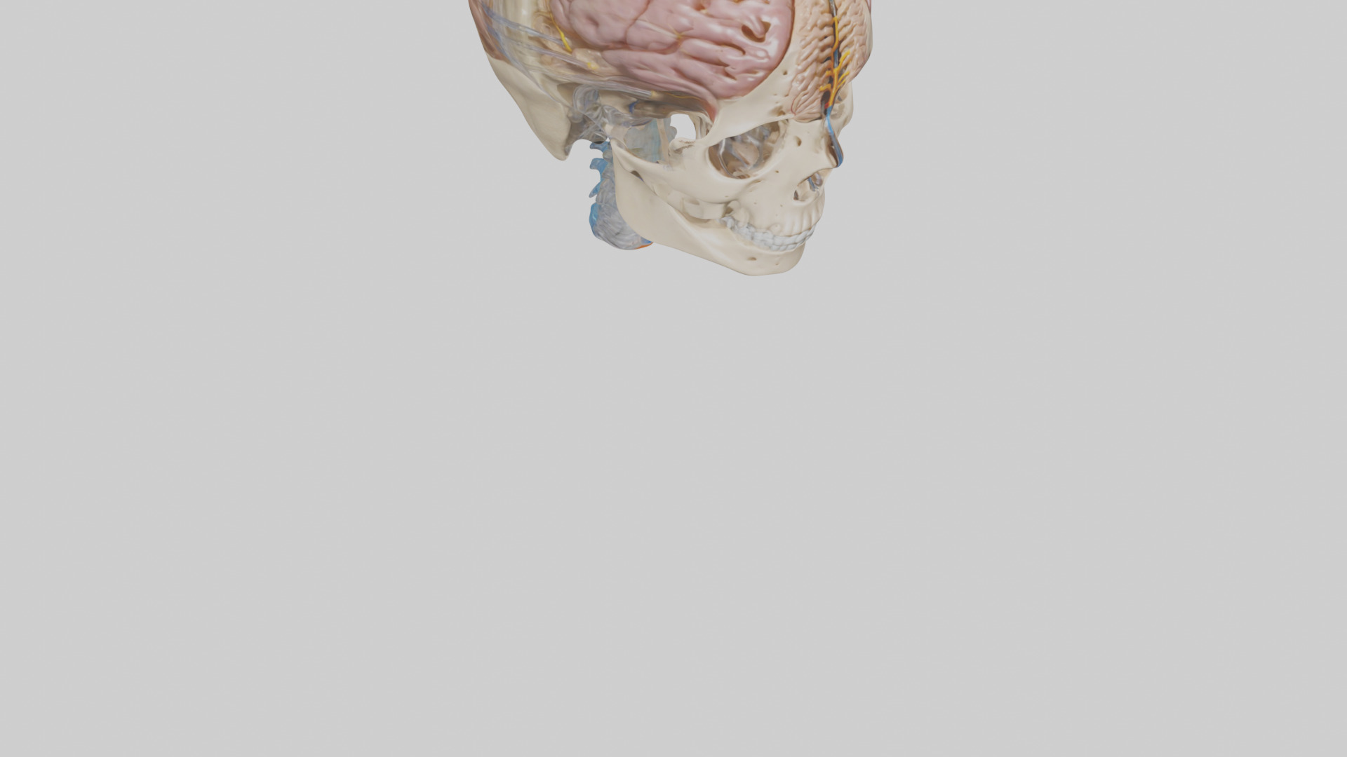 Human Cerebrospinal Fluid Model Low-poly 3D model_9