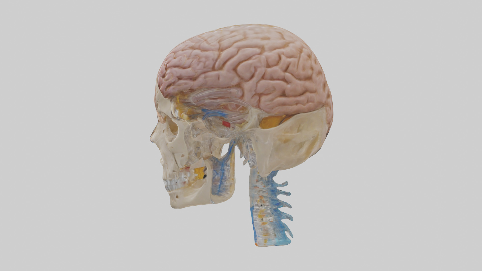 Human Cerebrospinal Fluid Model Low-poly 3D model_12