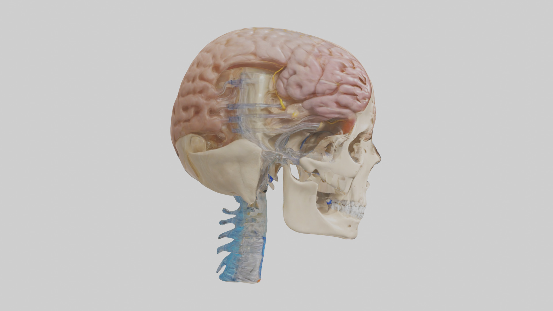 Human Cerebrospinal Fluid Model Low-poly 3D model_13