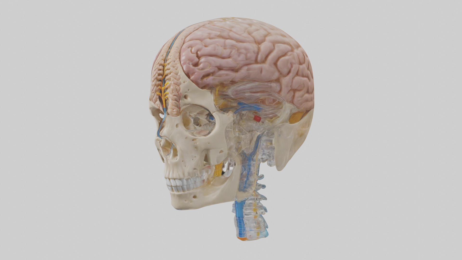Human Cerebrospinal Fluid Model Low-poly 3D model_2