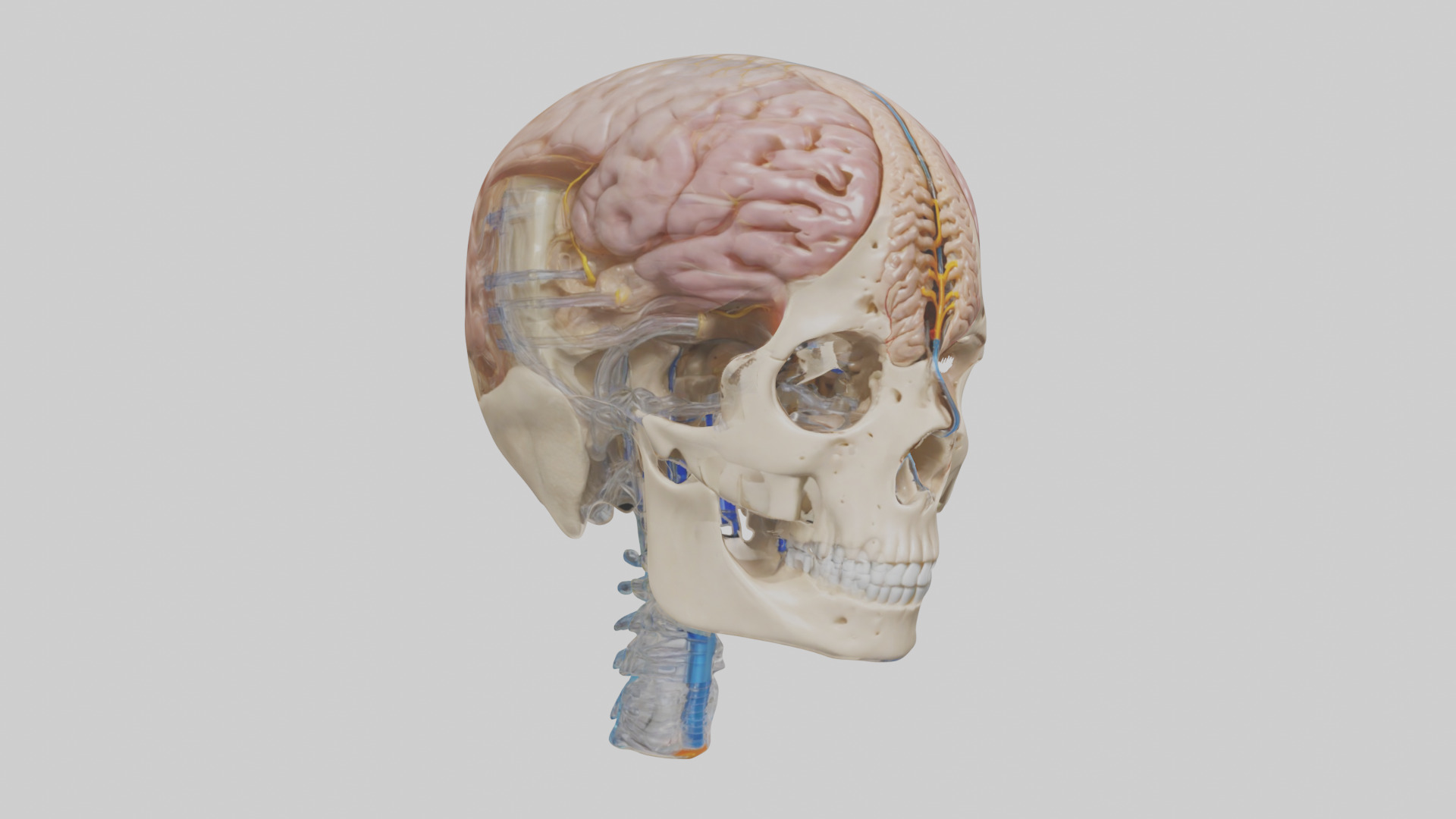 Human Cerebrospinal Fluid Model Low-poly 3D model_11