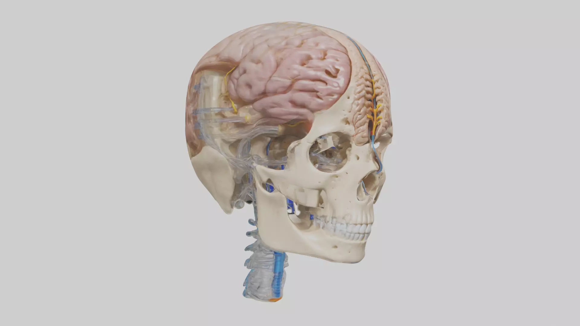 Human Cerebrospinal Fluid Model Low-poly 3D model_0