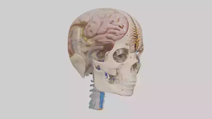 Human Cerebrospinal Fluid Model Low-poly 3D model