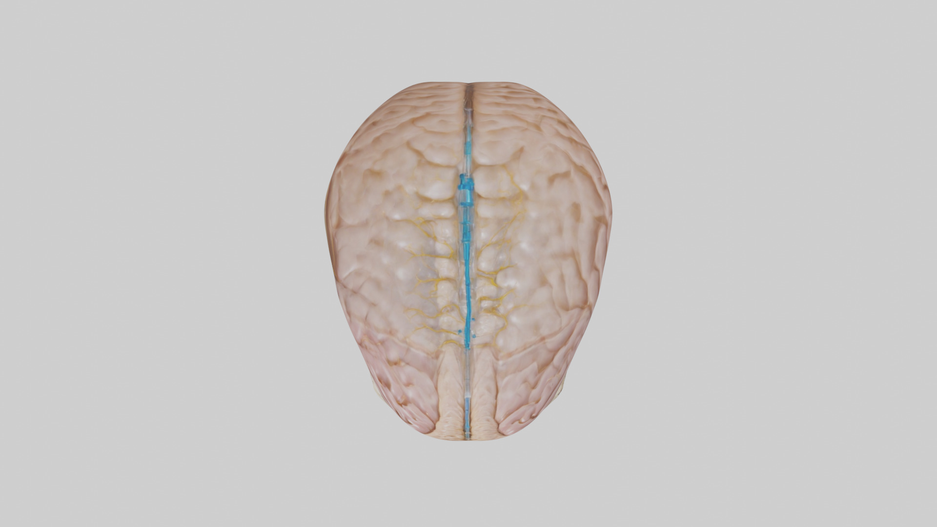 Human Cerebrospinal Fluid Model Low-poly 3D model_14