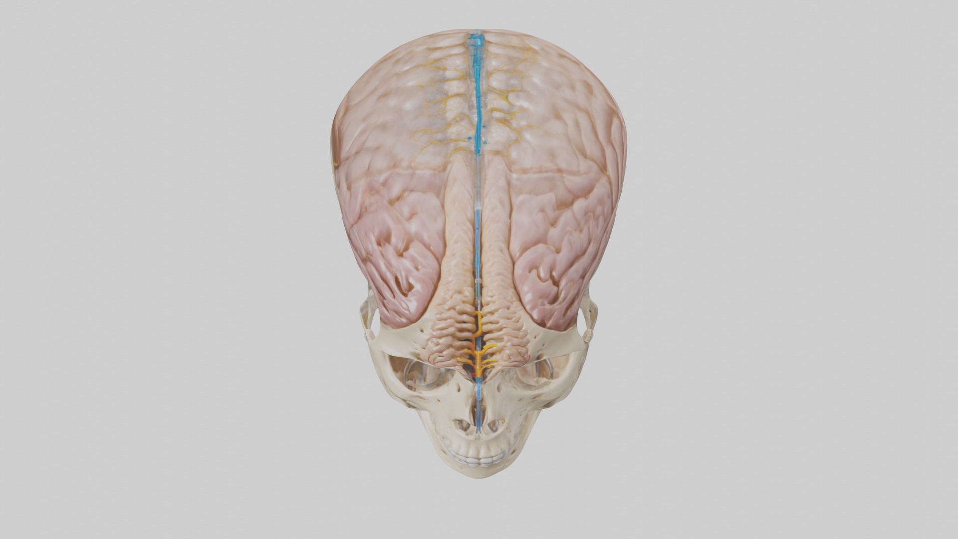 Human Cerebrospinal Fluid Model Low-poly 3D model_16