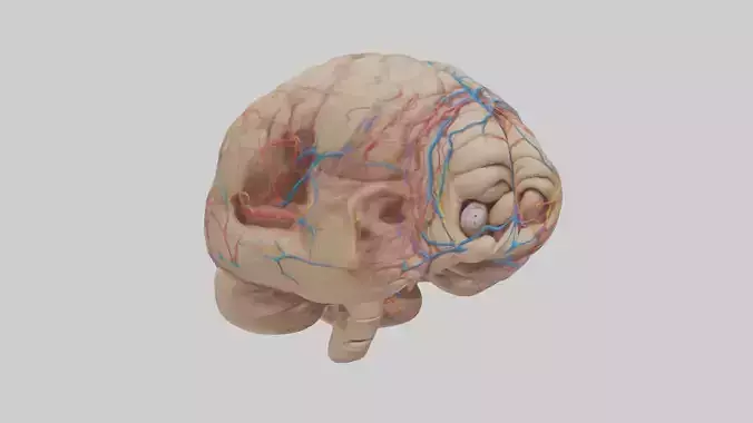 Human Choroid Plexus Model Low-poly 3D model